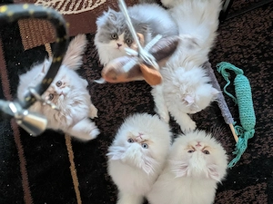 reinrassige Perserkatzen 
