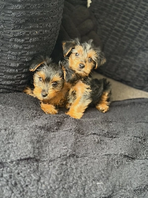 Wir dürfen bezaubernde Cavapoo x Toypudel-Welpen umziehen lassen.