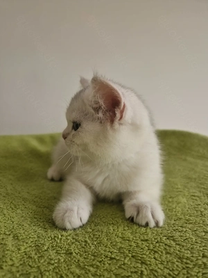 Bkh kitten mit Stammbaum 