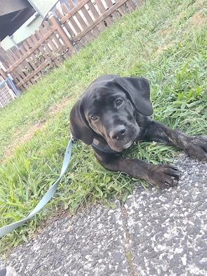 Cane corso 4Monate