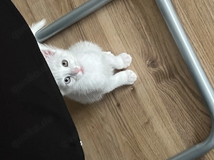 Wunderschöne einzigartige Kitten