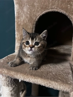 British Kurzhaar Kitten