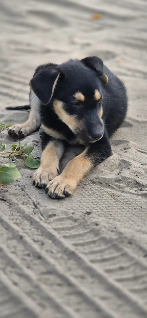 die kleine Fiona sucht ihr Zuhause 