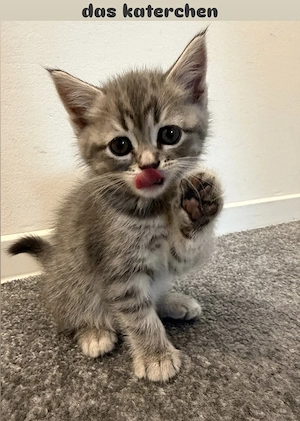 Unsere süßen Katzenbabys suchen ein liebevolles und schönes Zuhause.   