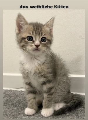  Süße Katzenbabys suchen ein liebevolles Zuhause  