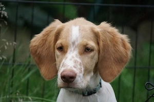 Enrico sucht sein Zuhause