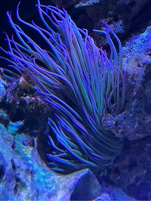 Ceriantharia anemone