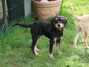 Saro sucht sein Zuhause
