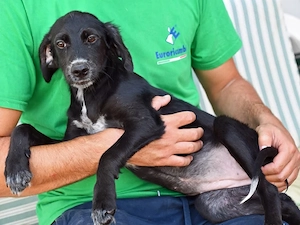Maurizia sucht ihr Zuhause (noch auf Sardinien)