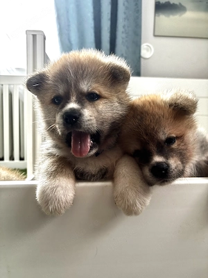 Japan Akita Inu Welpen aus exklusiver VDH- Japan Akita  Club e.V.-Zucht   