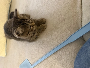 Babykatze männlich 