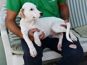 Becky sucht ihr Zuhause (noch auf Sardinien)