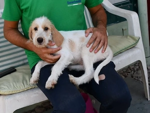 MartaP sucht ihr Zuhause (noch auf Sardinien)