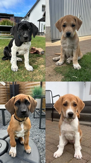 Mix Welpen unsere letzten vier