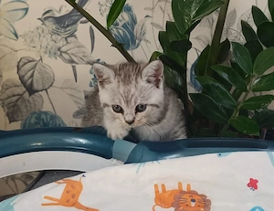 Zwei BKH Kater demnächst abzugeben