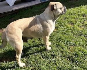 Puggle meet's Beagle 