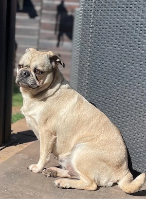 Puggle meet's Beagle 