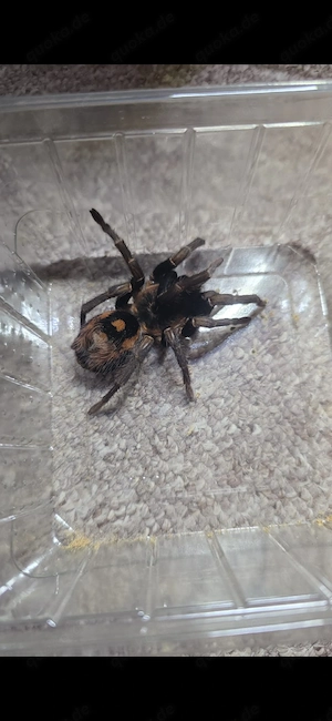 Vogelspinnen abzugeben 