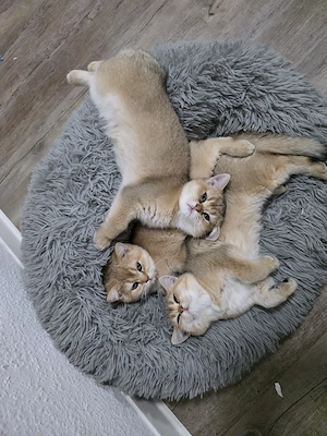 kitten bkh golden 