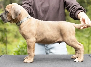 Prachtige, speelse, aanhankelijke en goed gesocialiseerde Cane Corso-puppy's, met zorg opgevoed. De 