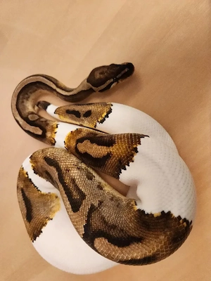 1.0 Königspython Piebald 100% het Albino plus gratis Terrarium 