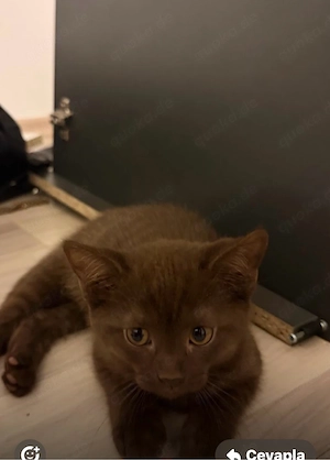 Süße BKH kitten 