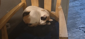 EKH Katze 