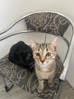 Süßes getigertes Katzenmädchen   sucht liebevolles Zuhause 