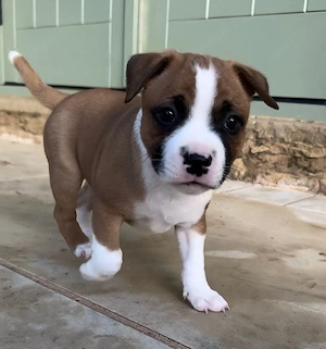 Healthy & Happy Pit Bull Puppies Available