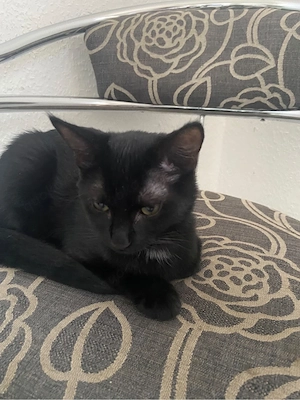 Schwarzes Katzenmädchen sucht neues Zuhause