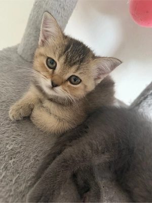 wundervoller BKH Kitten abzugeben