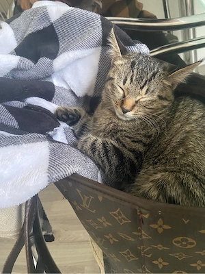 Süßes getigertes Katzenmädchen