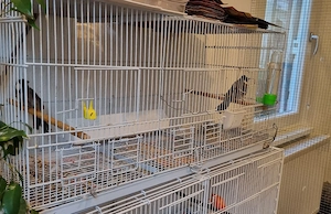 käfig bulbul 