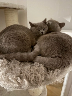 Britisch kurzhaar Katzen 