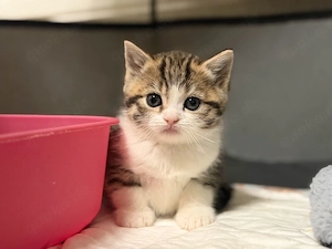 Britisch Kurzhaar Kitten   