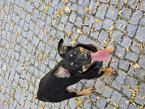 Dackel-Schäferhund-Mix-Hündin 