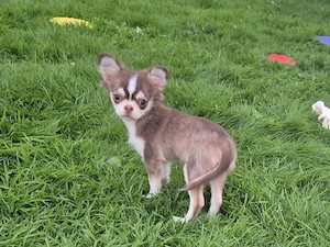 Chihuahua Husky Mädchen