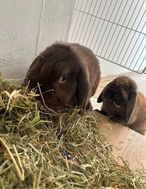 2 kaninchen zusammen abgeben