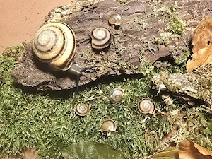 Caracolus sagemon Nachzuchten