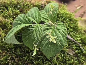 Wandelnde Blätter, Phyllium phillipinicum