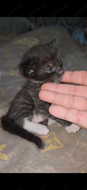 Maine Coon Mix  Bengal kitten 