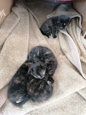 12 Wochen Alte Kitten