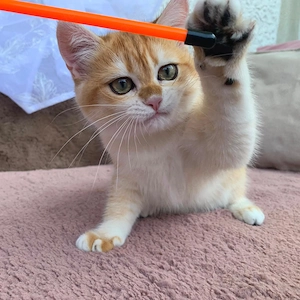 Reinrassige BKH Kitten, weiblich