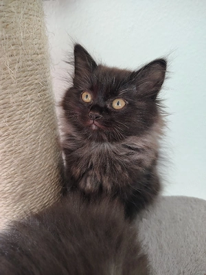 BLH Ragdoll Katze Kitten Britisch Langhaar Britisch Kurzhaar BKH