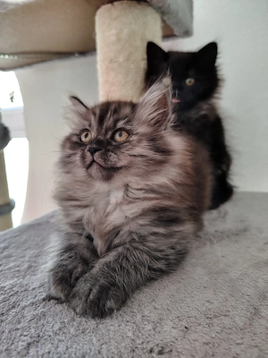 Britisch Langhaar Britisch Kurzhaar Ragdoll