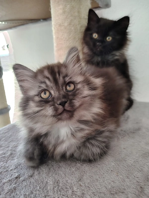 Britisch Langhaar Britisch Kurzhaar Ragdoll