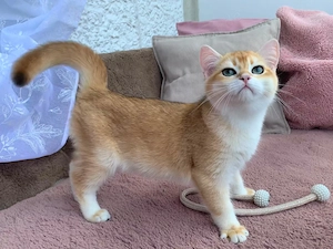 Reinrassige BKH Kitten, männlich