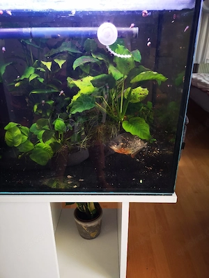 Piranha mit Aquarium und Unterschrank 