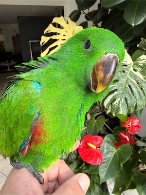 Salomonen Edelpapagei Eclectus Papagei