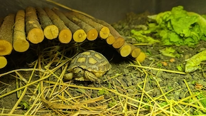 Spornschildkröte Jungtier 